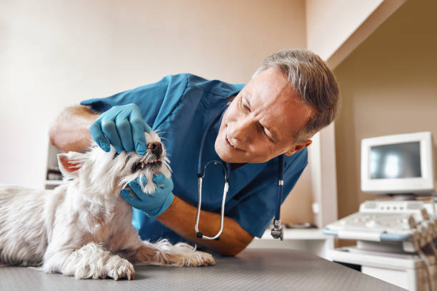Best Urgent Tooth Repair  in Eielson Af, AK